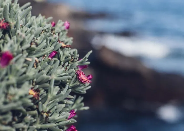 Daire Canary Casita Next To The Atlantic Ocean *